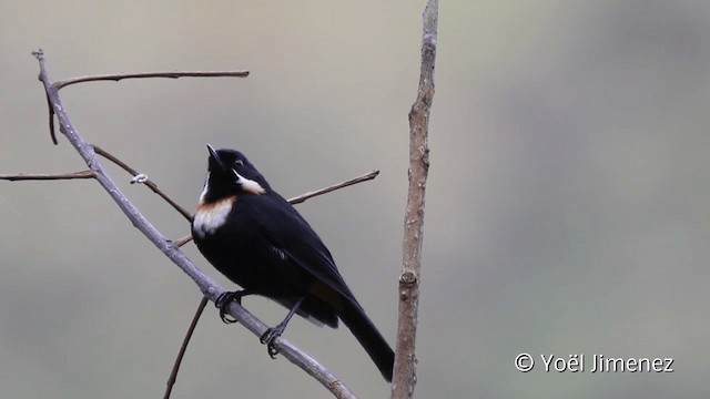 Moustached Flowerpiercer (pectoralis) - ML201104621