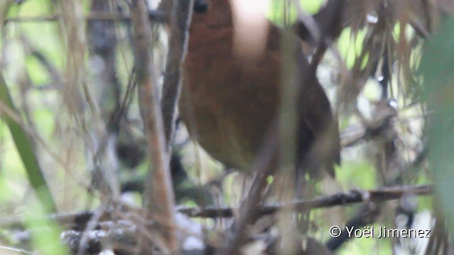 Junínameisenpitta - ML201104651