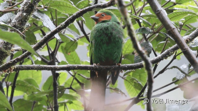 ワカクサフウキンチョウ - ML201104671