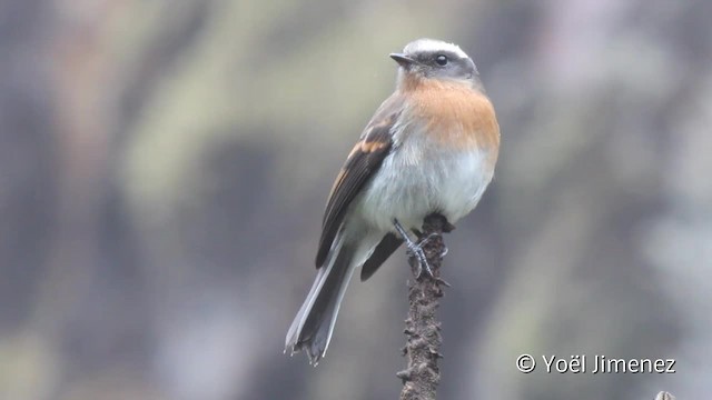 Rufous-breasted Chat-Tyrant - ML201104701