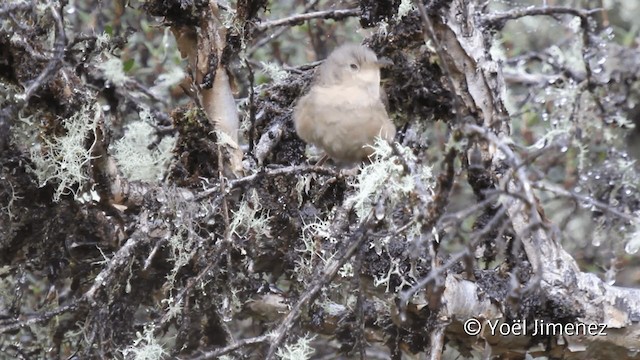 Андский крапивник - ML201104711