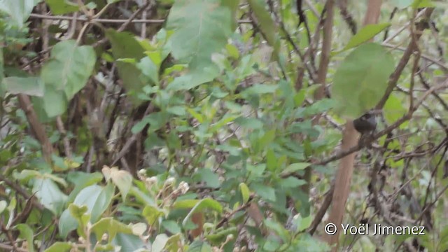Arduvaz Çalı Serçesi (taczanowskii) - ML201104721