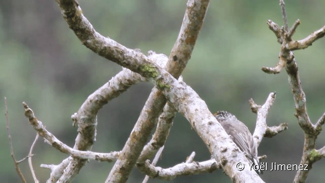 Ocellated Piculet - ML201104771