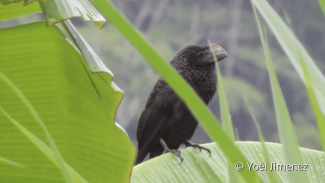 Smooth-billed Ani - ML201104811