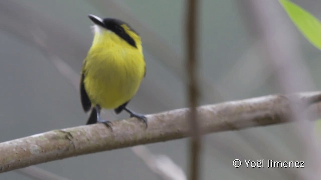 Yellow-browed Tody-Flycatcher - ML201104841
