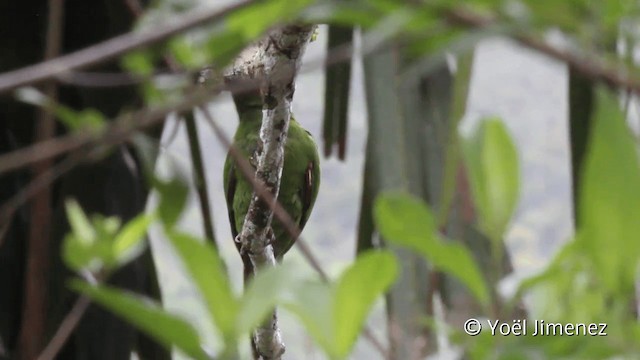 White-eyed Parakeet - ML201104851