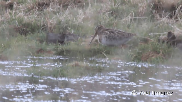 Puna Snipe - ML201104911