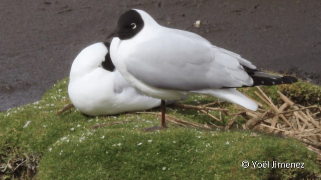 Andean Gull - ML201104931