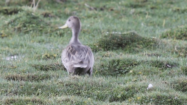 Yellow-billed Pintail (South American) - ML201104941