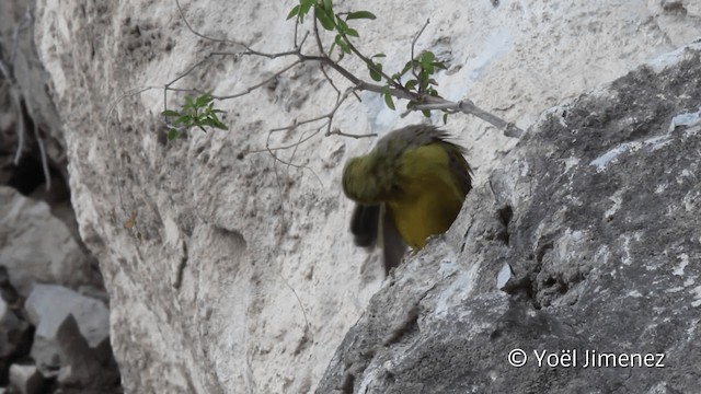 Greenish Yellow-Finch - ML201105081