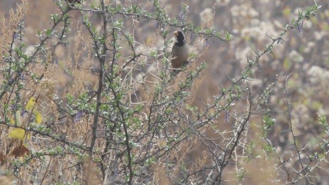 Golden-billed Saltator - ML201105101