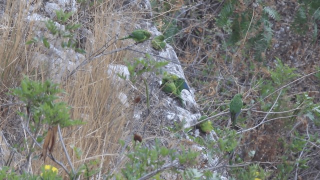 Mountain Parakeet - ML201105111