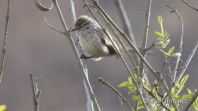 Streaked Tit-Spinetail - ML201105131