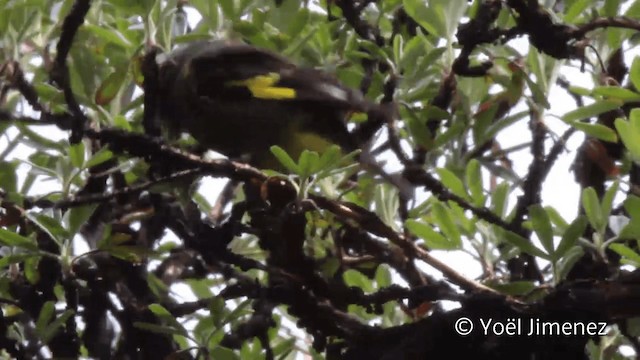 Black Siskin - ML201105141