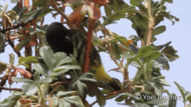 Black Siskin - ML201105151