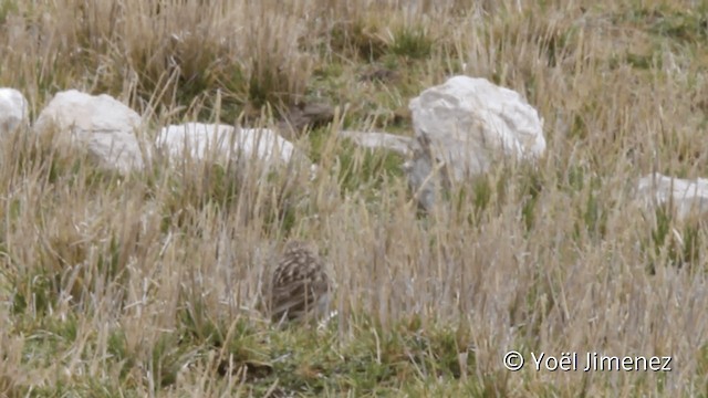 Puna Pipit - ML201105161