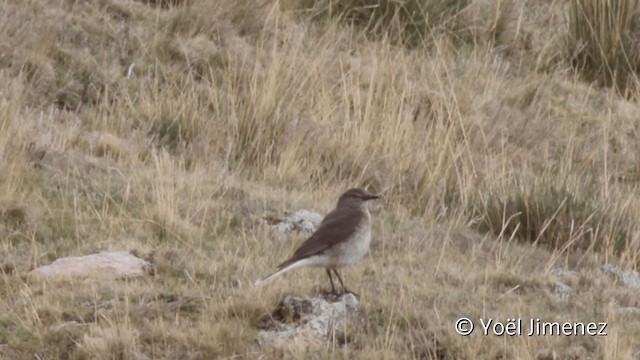 Black-billed Shrike-Tyrant - ML201105201