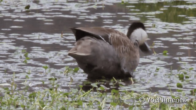 Cerceta de la Puna - ML201105221