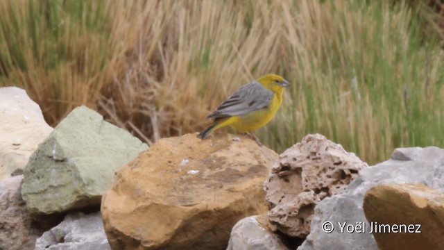 Bright-rumped Yellow-Finch - ML201105261