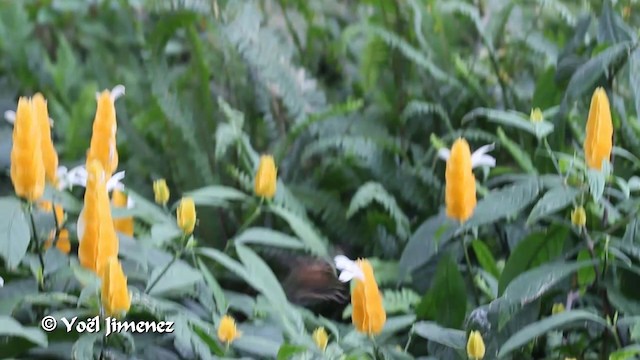 Пестрогорлый колибри-отшельник - ML201105331