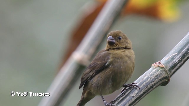 Variable Seedeater (Variable) - ML201105341