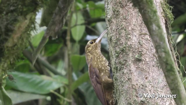 Spotted Woodcreeper (Berlepsch's) - ML201105361