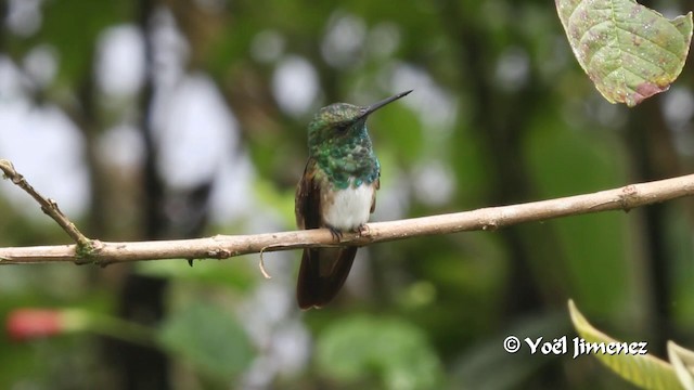 Snowy-bellied Hummingbird - ML201105381