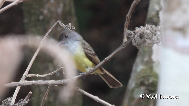 Dusky-capped Flycatcher (lawrenceii Group) - ML201105401