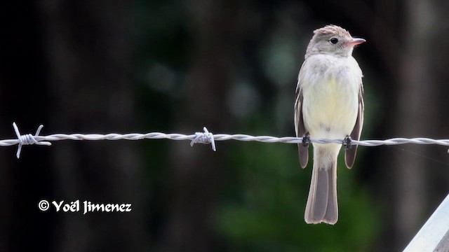 Yellow-bellied Elaenia - ML201105411