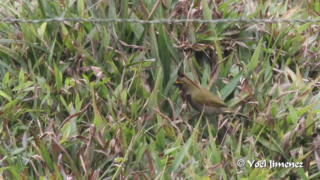 Yellow-faced Grassquit - ML201105421