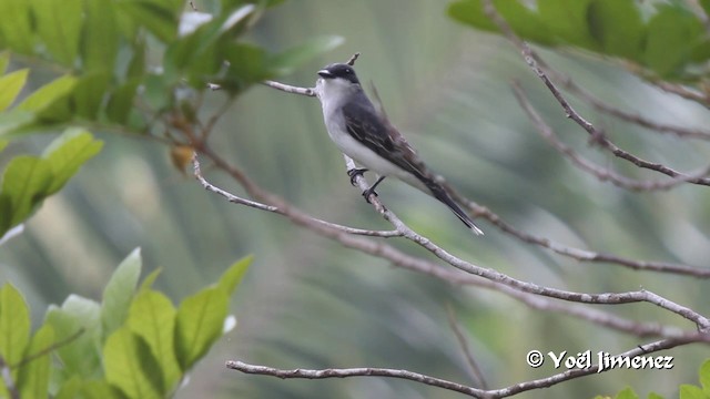 Eastern Kingbird - ML201105431