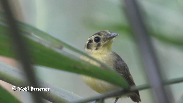 Golden-crowned Spadebill - ML201105451