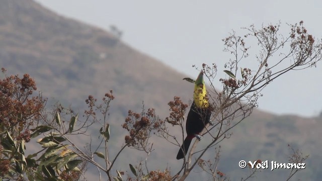 Keel-billed Toucan - ML201105461