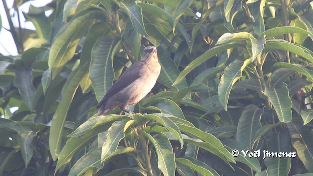 Great-tailed Grackle (Great-tailed) - ML201105501