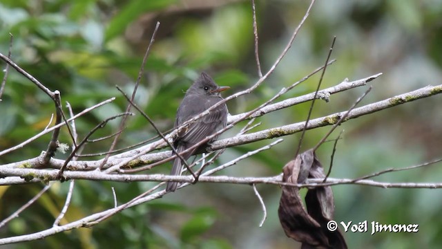 Dark Pewee - ML201105521