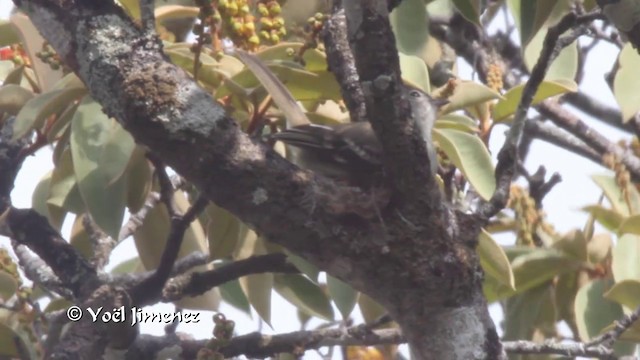 キバラメグロハエトリ（pusillum グループ） - ML201105541