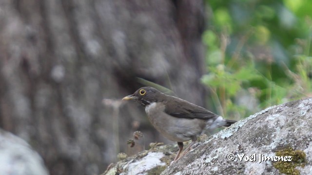 White-throated Thrush - ML201105581