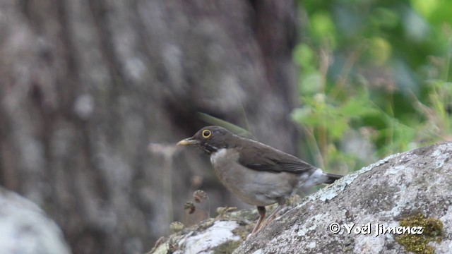 White-throated Thrush (White-throated) - ML201105581