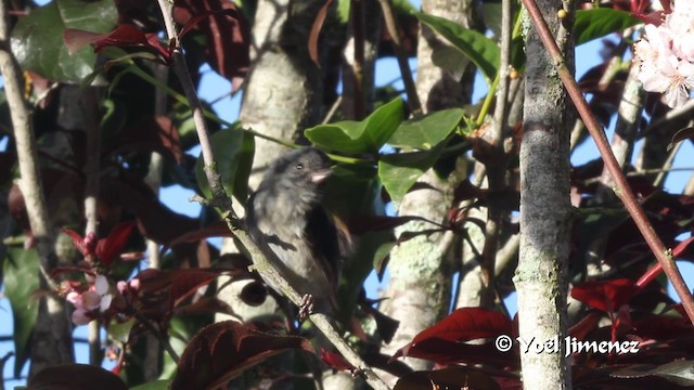 Slaty Flowerpiercer - ML201105591