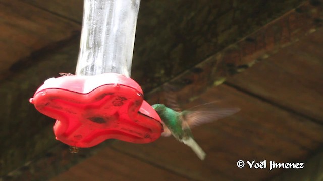 kolibřík páskoocasý - ML201105601