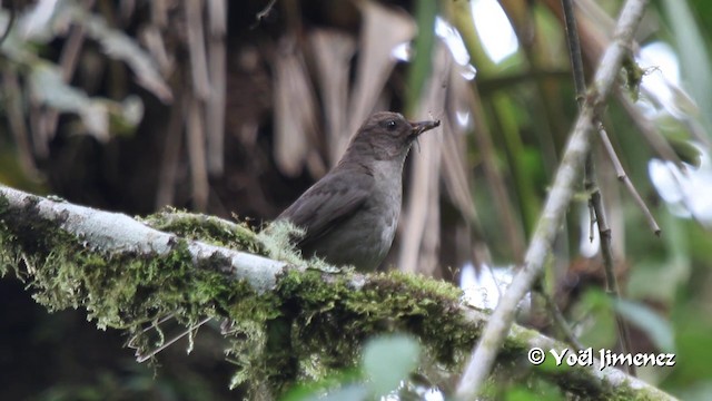 Mountain Thrush - ML201105631