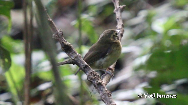 Picoplano Bigotudo (grupo albogularis) - ML201105661