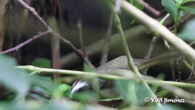 Black-cheeked Warbler - ML201105671