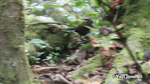 Chestnut-capped Brushfinch (Chestnut-capped) - ML201105691