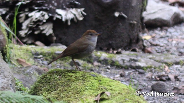 Ruddy-capped Nightingale-Thrush - ML201105761