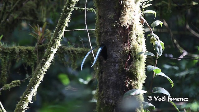 kvesal chocholatý (ssp. costaricensis) - ML201105771