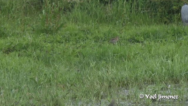 bekasina větší - ML201105791