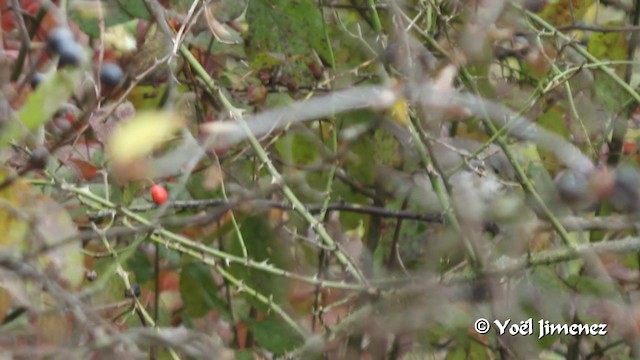 Barred Warbler - ML201105801