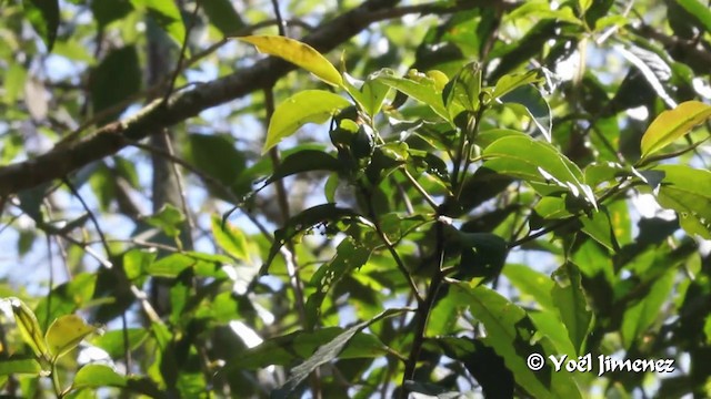 Flame-throated Warbler - ML201105841