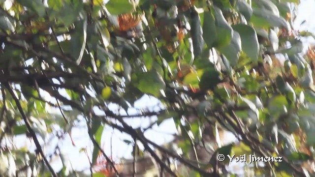 Golden-browed Chlorophonia - ML201105871